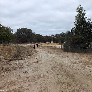 View of Huge Area of Unused Alpaca-filled Wasteland - Cohunu Koala Park