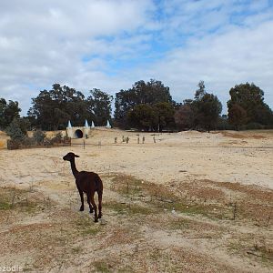 View of Huge Area of Unused Alpaca-filled Wasteland - Cohunu Koala Park