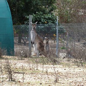 Free-roaming or Possibly Wild Western Grey Kangaroos - Cohunu Koala Park