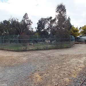 Dingo Enclosure - Cohunu Koala Park