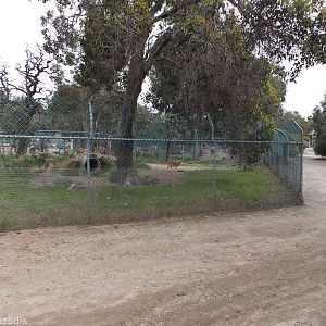 Dingo Enclosure - Cohunu Koala Park
