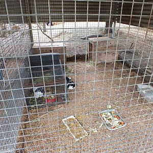 Rabbits for Sale - Cohunu Koala Park