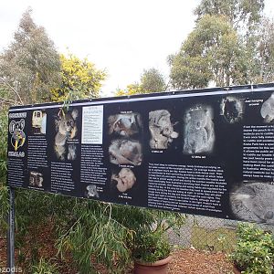 Koala Sign - Cohunu Koala Park