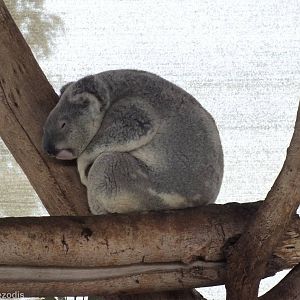 Northern Koala - Cohunu Koala Park