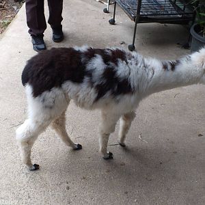 Baby Llama in the Koala Area - Cohunu Koala Park
