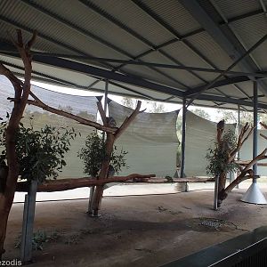 Koala Enclosure - Cohunu Koala Park