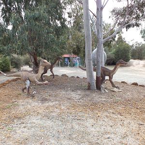 Velociraptors - Cohunu Koala Park