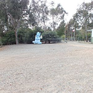 Funny Blue Dragon - Cohunu Koala Park