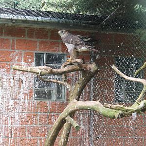 Common buzzard