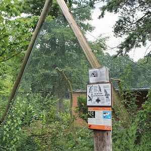 Aviary Common buzzard