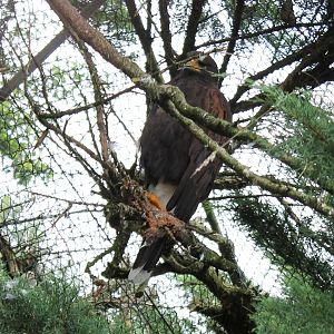 Harris hawk