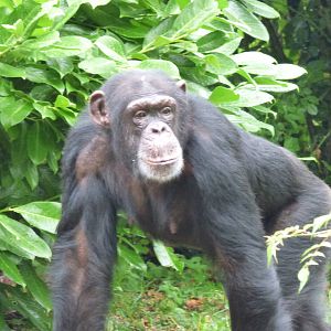 Vila the Chimpanzee