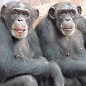 Patti and Chrissie the Chimpanzee