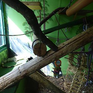 Green  Iguana, Common Marmoset and Horsefield's Tortoise Enclosure