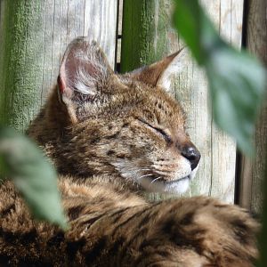 Serval and Leopard Cat Hybrid