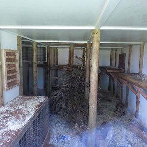 Indoor Stump-Tailed Macaque Enclosure