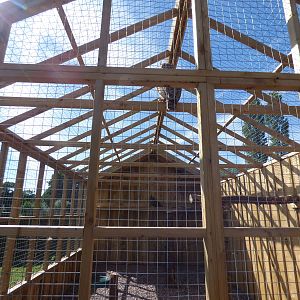 European Eagle Owl Aviary