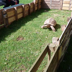 Summer enclosure for Sulcatta Tortoise