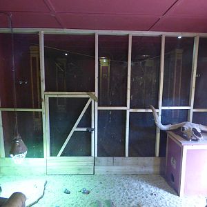 Indoor Meerkat/Sulcatta Tortosie Enclosure with Bats in the back