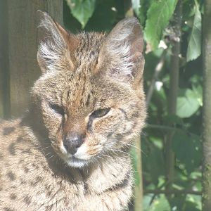 Serval and Leopard Cat Hybrid