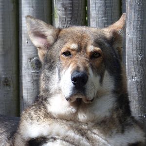 Timber Wolf and German Shepard Hybrid 'Saxon'