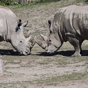 White Rhinos