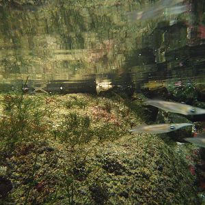 Kamogawa sea world-swordtip squid