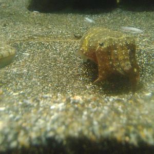 Kamogawa sea world-Golden cuttlefish