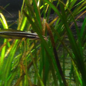 Kamogawa sea world-striped catfish
