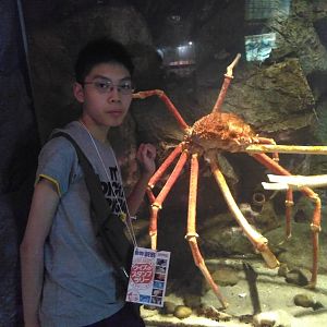 Kamogawa sea world-giant spider crab with an aardvark250