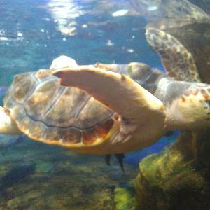 Kamogawa sea world-loggerhead turtle