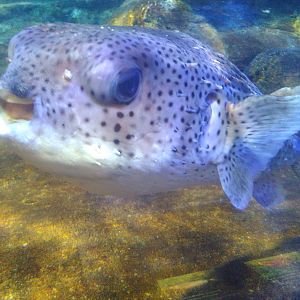 Kamogawa sea world-spotfin porcupine fish