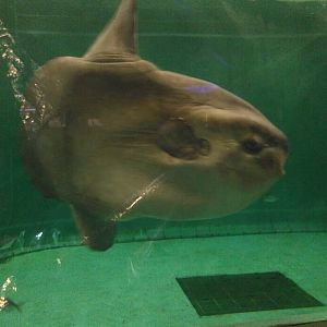 Kamogawa sea world-ocean sunfish
