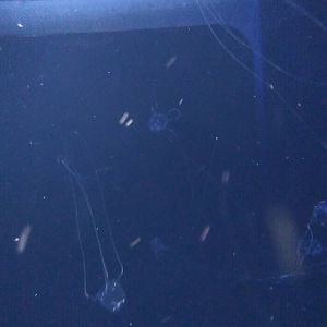 Kamogawa sea world-box jellyfish