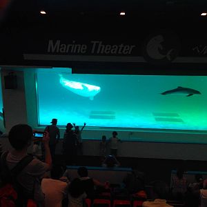 Kamogawa sea world-beluga whale and a harbour porpoise