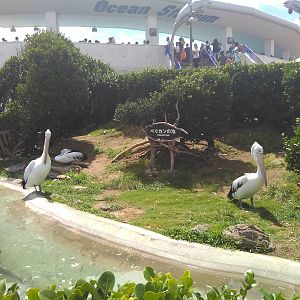 Kamogawa sea world-pelican exhibit