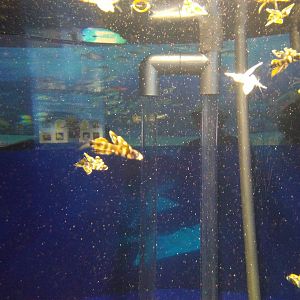 Kamogawa sea world-narrowtongue flyingfish