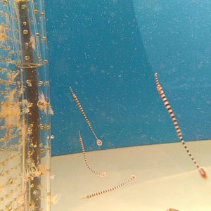 Kamogawa sea world-type of seahorse?