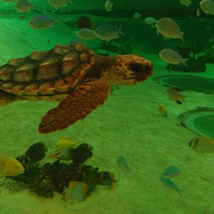 Kamogawa sea world-loggerhead turtle