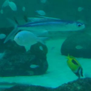 Kamogawa sea world-flyingfish