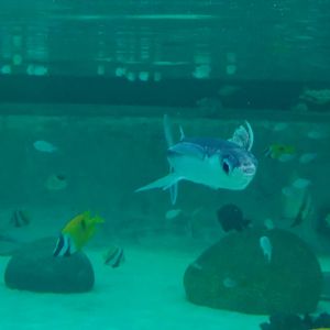 Kamogawa sea world-flyingfish