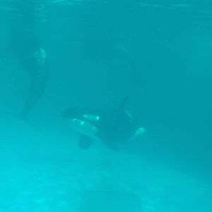 Kamogawa sea world-orca