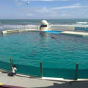 Kamogawa sea world-surprisingly small tank for four orcas