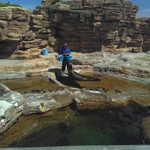 Kamogawa sea world-harbour seal