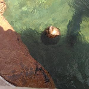 Kamogawa sea world-spotted seal