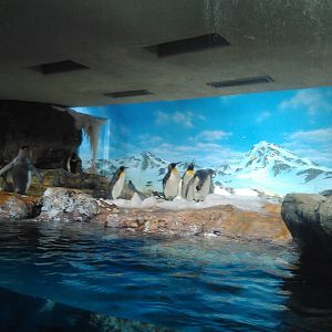 Kamogawa sea world-penguin exhibit