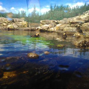 Kamogawa sea world-tufted puffin