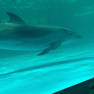 Kamogawa sea world-bottlenose dolphin