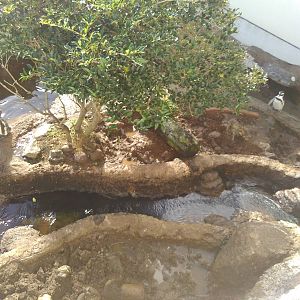 Kamogawa sea world-humbolt penguin