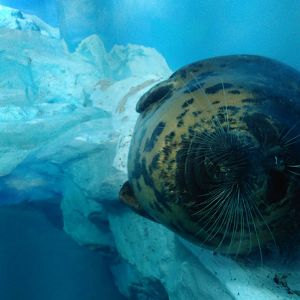 Kamogawa sea world-caspian seal